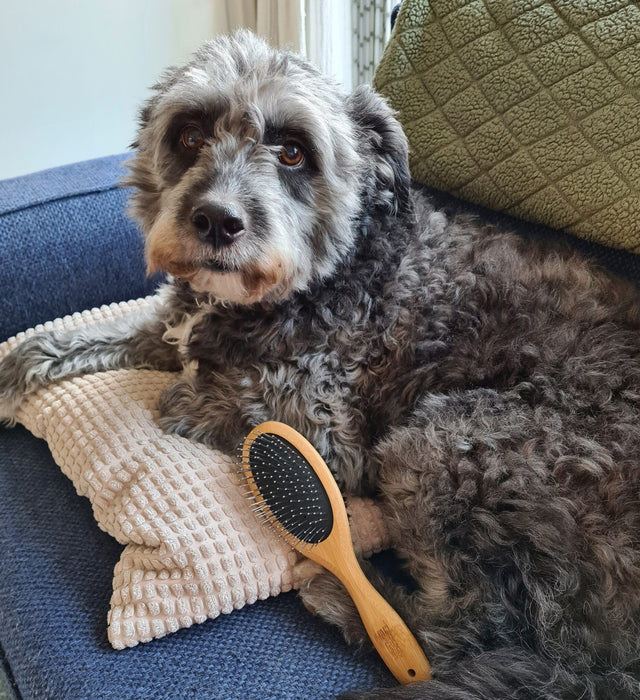 Doggy Brush Nail Clippers