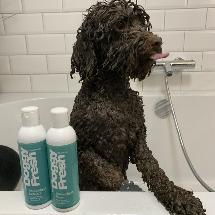 Doggy Fresh Vibrant Wash Shampoo (200ml)