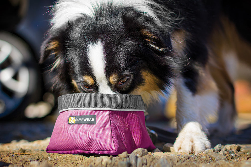 Quencher™ - Gamelle portable pour chien (Purple Dusk)