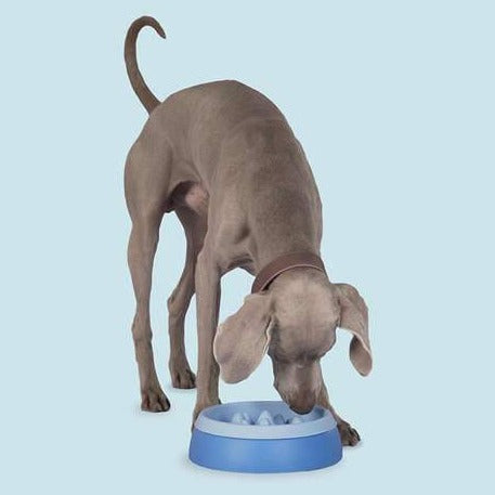 Mangeoire lente 2-en-1 + gamelle anti-déversement pour chien (2L)