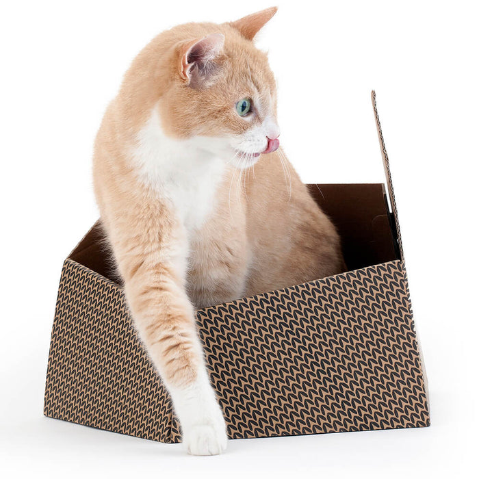 Chat dans la boîte (Kitty)