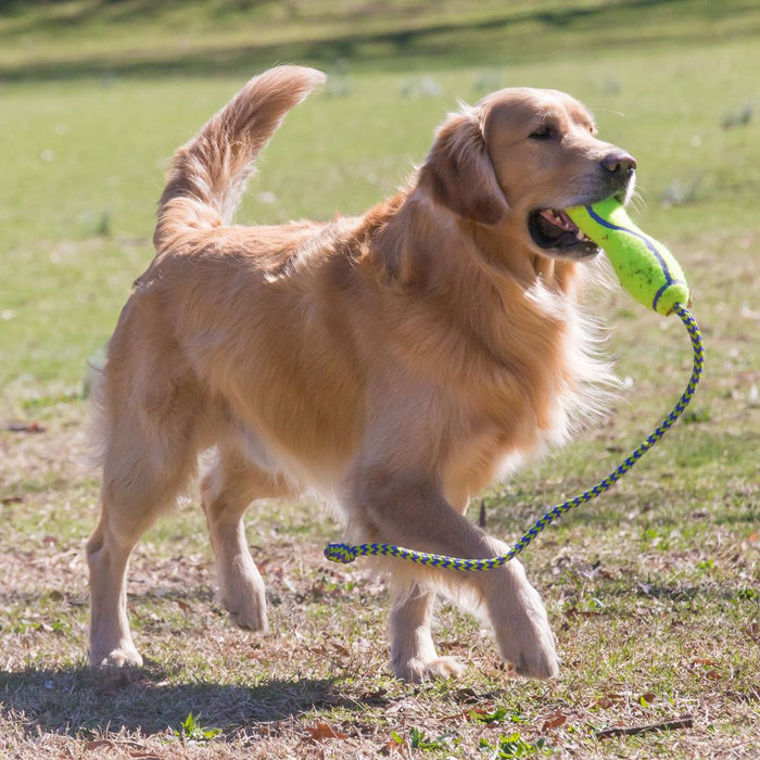 Kong AirDog® Fetch Stick with Rope Dog Toy