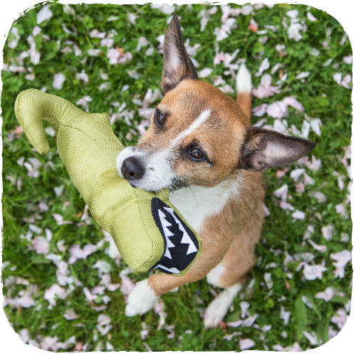Beco Plüsch-Hundespielzeug "Aretha der Alligator"
