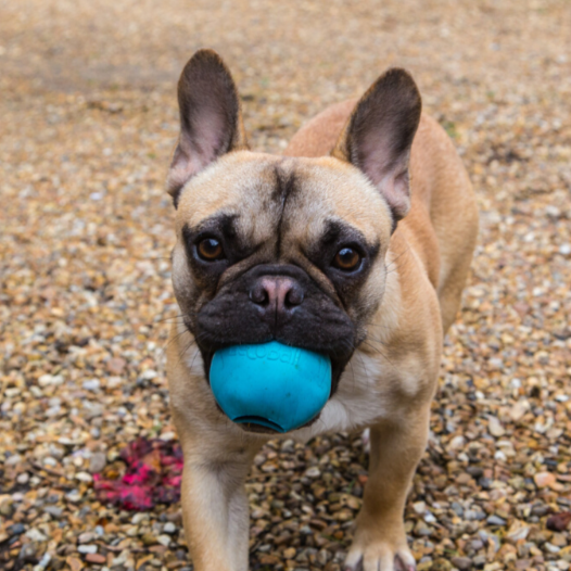 Beco Rubber Ball Hundespielzeug (Blau)