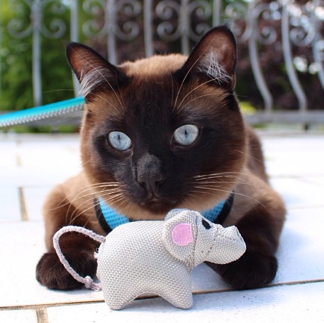 Beco Catnip Katzenspielzeug "Millie die Maus"