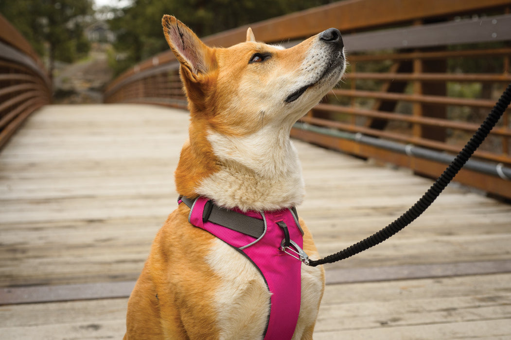 Front Range™ Hundegeschirr (Alpenglow Pink)