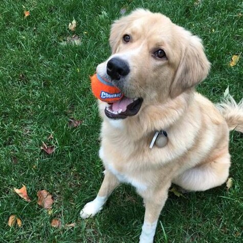 Chuckit ! Petit jouet pour chien avec balle de tennis (paquet de 2)