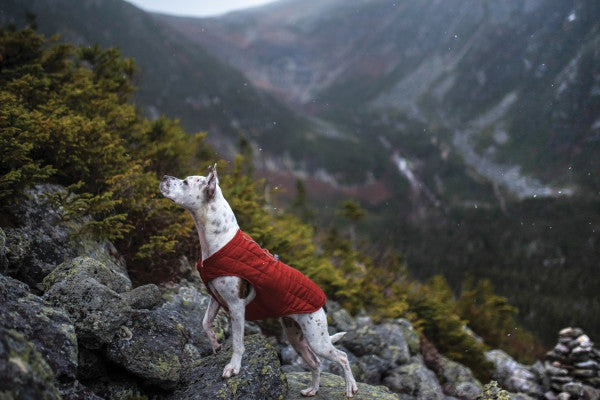 Loft Dog Jacket Water-resistant & Reversible