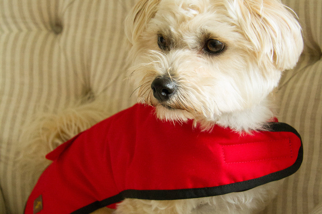 Manteau pour chien (coton ciré rouge)